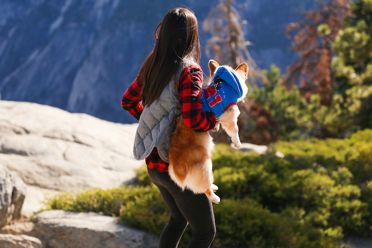 Traveling to Yosemite with a Dog - How to travel to Yosemite with your pets! Plus, some very helpful tips including dog-friendly trails at the park!